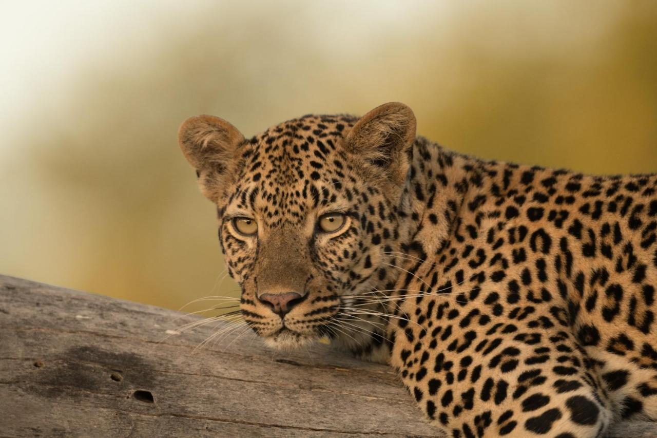 Kruger Shalati - Train On The Bridge & Garden Suites Skukuza Luaran gambar